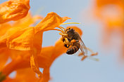 蜜蜂在橙色忍冬花上