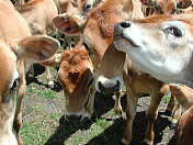 农场动物-奶牛