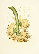 香蕉|古董植物插图