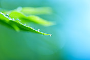 小雨打在树叶