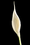 Spathiphyllum。