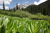 臭鼬白菜和山峰