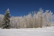 雪中的松树和白杨