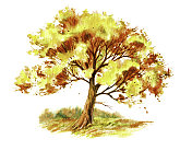 田野里的倒下的树 田野里的倒下的树