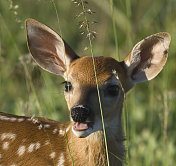 草地上的小鹿――特写