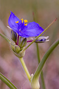 紫露草属
