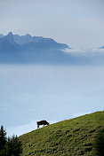 瑞士山坡上的奶牛