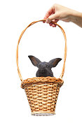 篮子里有彩蛋的复活节兔子