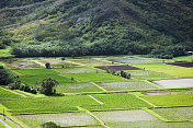 夏威夷考艾岛北岸的芋头田