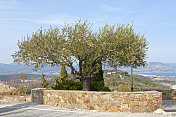 美丽橄榄树(Olea europaea)