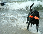 黑色拉布拉多犬日游泳