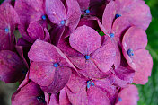 紫色花与蓝色中心