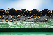 非洲蜜蜂生活在屋檐下