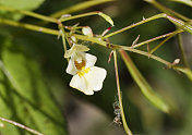 黄花小凤仙花