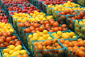 小番茄品种