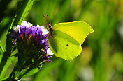 硫磺蝴蝶,英国