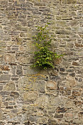 灌木从墙上长出来