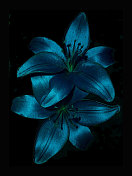 孤立Star-lily花