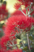 新西兰波胡塔卡瓦树开花