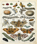蝴蝶，科学插图，平版印刷，1842年