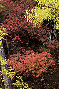 锡安国家公园枫树