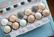 在纸箱里种植新鲜鸡蛋
