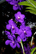 奇异的紫罗兰花