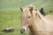西峡湾的冰岛马。冰岛。