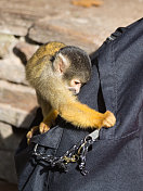 松鼠猴子试图打开背包
