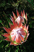 王protea (P. cynaroides) - Stock Image