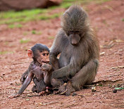 狒狒宝宝和妈妈
