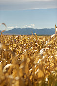 玉米田在科罗拉多州