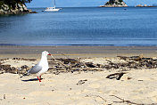 海鸥和海景，凯特尔里，新西兰