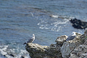 地中海悬崖上栖息的鲱鱼海鸥