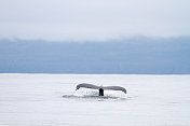 阿拉斯加的鲸鱼尾巴