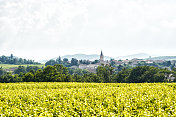法国博若莱的葡萄园。