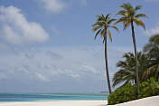 白色沙滩，马尔代夫的棕榈树