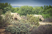野生非洲白犀牛。