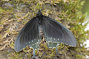 凤蝶(Battus philenor)雌性蝴蝶
