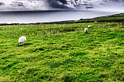 爱尔兰海边的羊