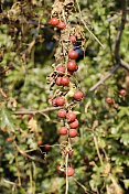 白色bryony Bryonia dioica浆果成熟和未成熟