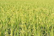 黄色的水稻农场