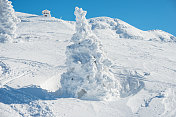 冬季景观与雪和树