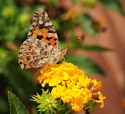 马耳他群岛的彩绘蝴蝶。