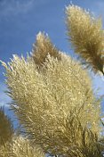 潘帕斯草原- Cortaderia selloana