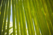 绿色的热带棕榈叶