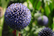 Echinops Rotro，“Veith’s blue”，英国