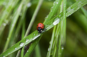 瓢虫在草上滴