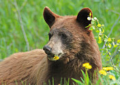棕熊吃蒲公英