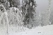 寒冷多雪的冬日黑森林